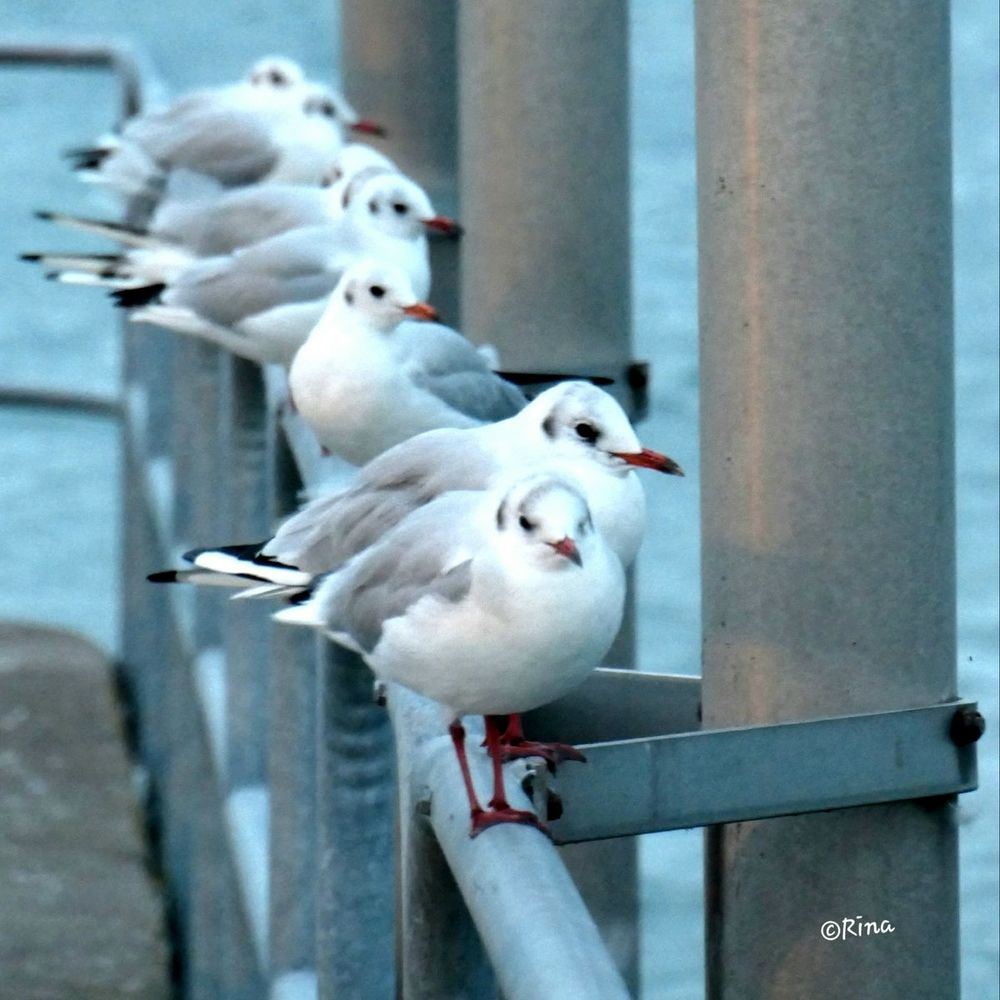 Several seagulls in a row on a railing in the harbor, looking out at the lake