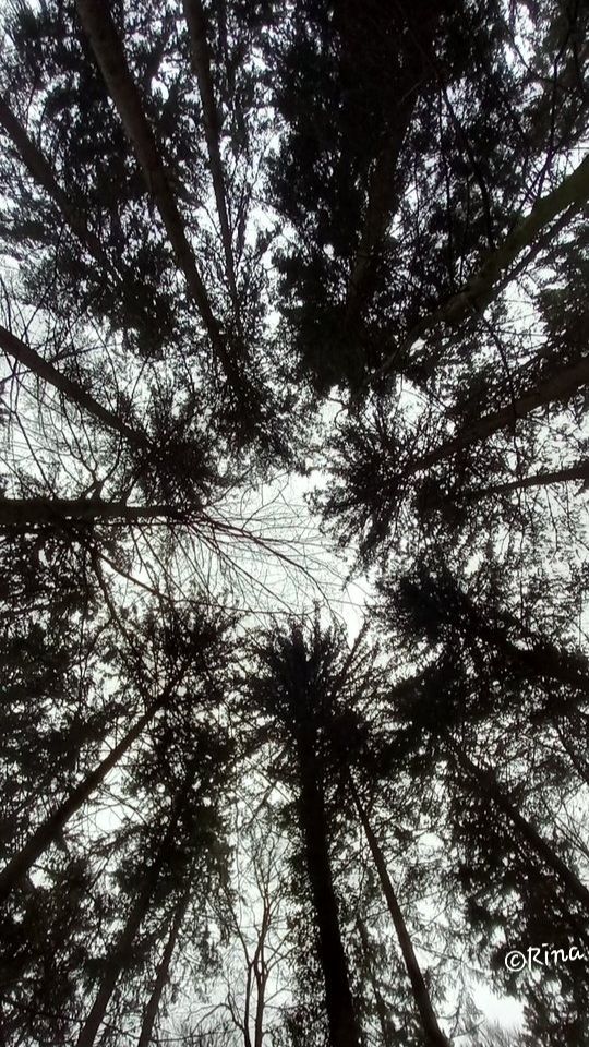 View from below looking up at dark coniferous trees, their tops form a circle.