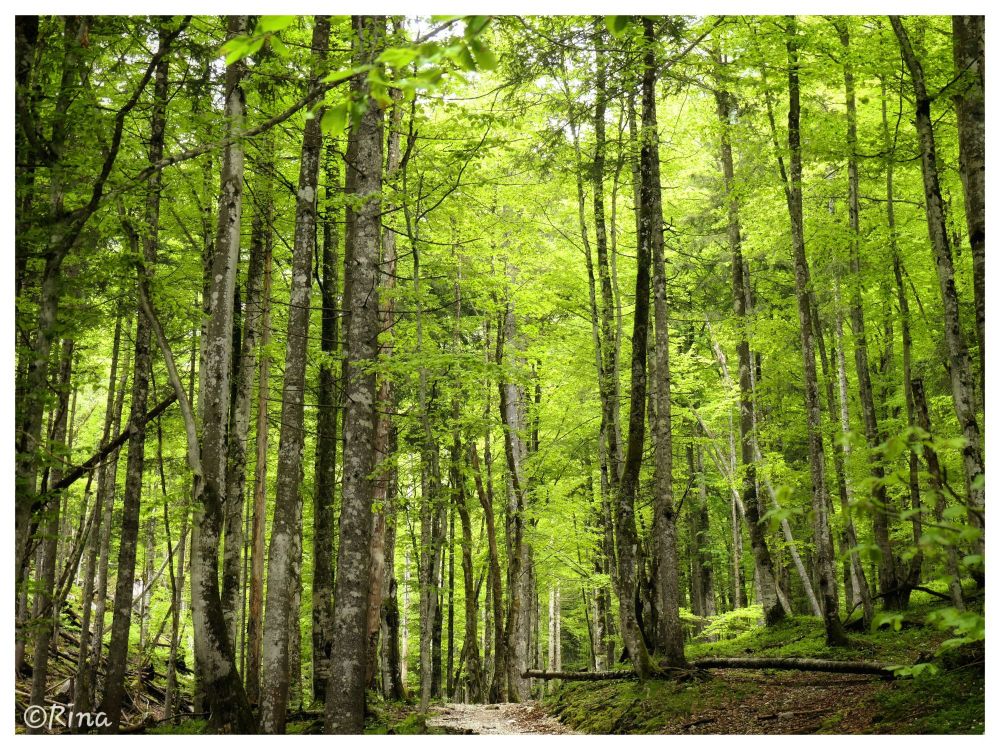 a path in a forest with fresh green leaves