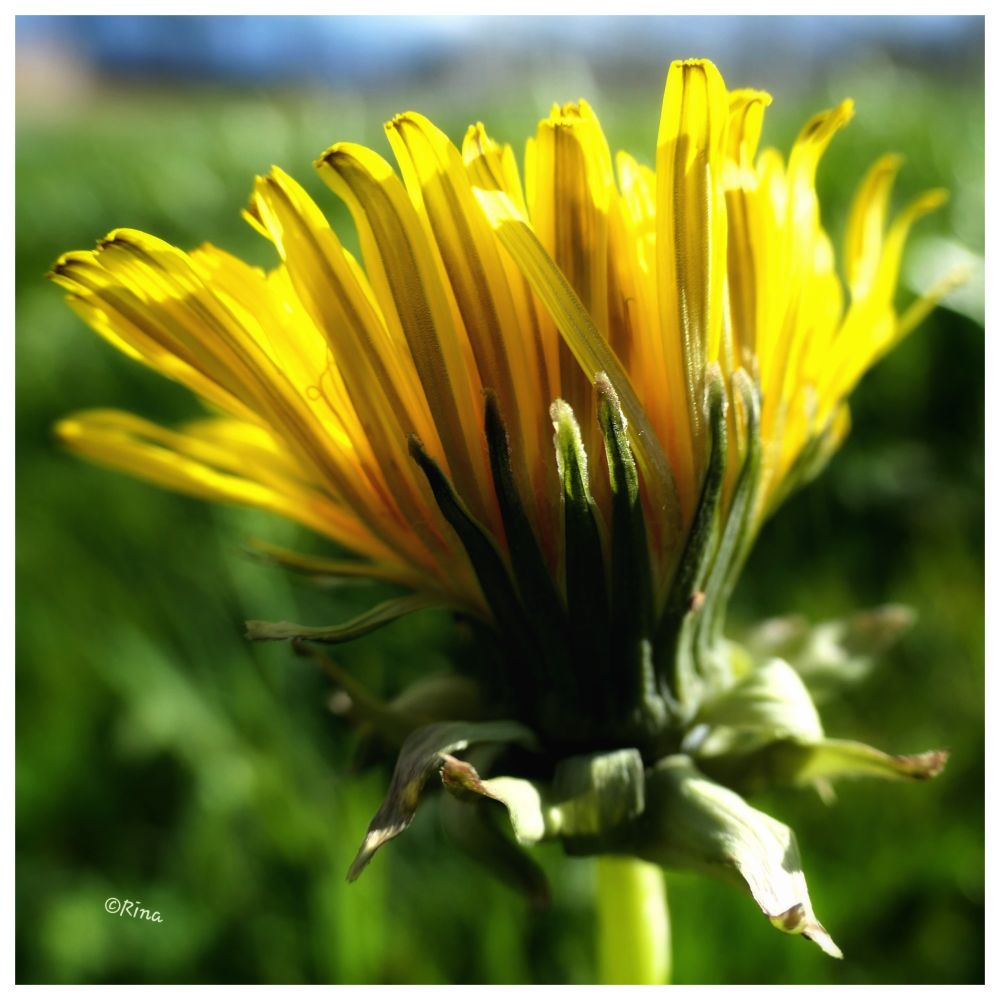 Close-up of a dandelion flower. The flower was photographed close to the ground and from the side. It is slightly open and shines yellow. The background is a green meadow, blurred.