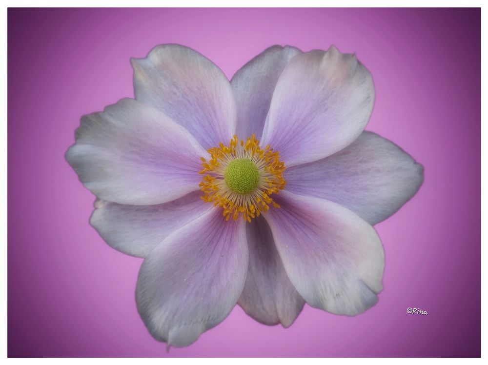 A pink anemone with yellow stamens against a pink background 