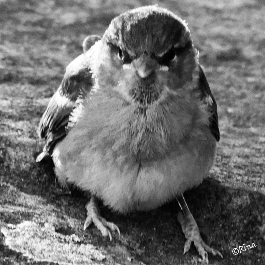 Close-up of a house sparrow sitting on the ground. Black and white photo.