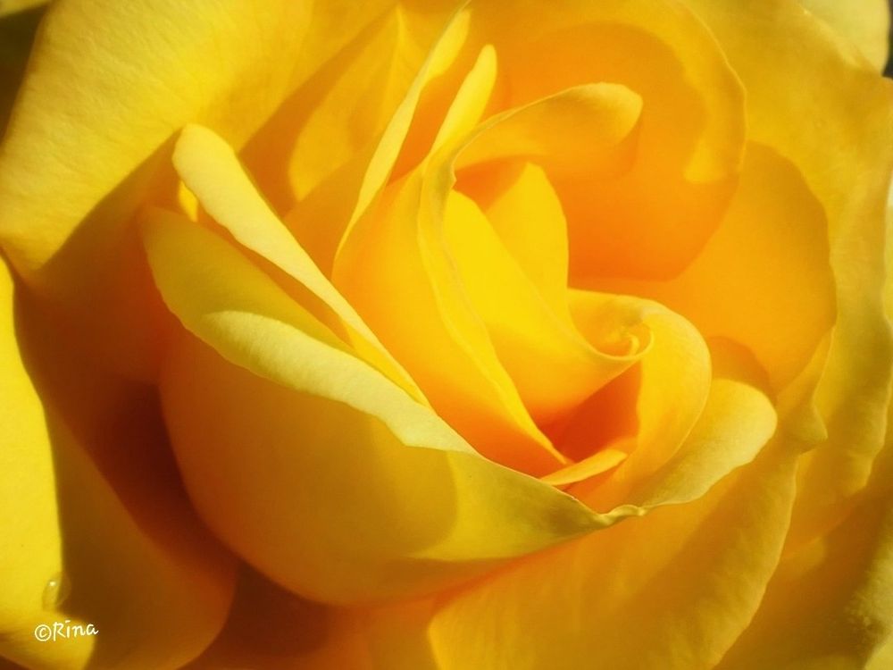 Close-up of a yellow rose