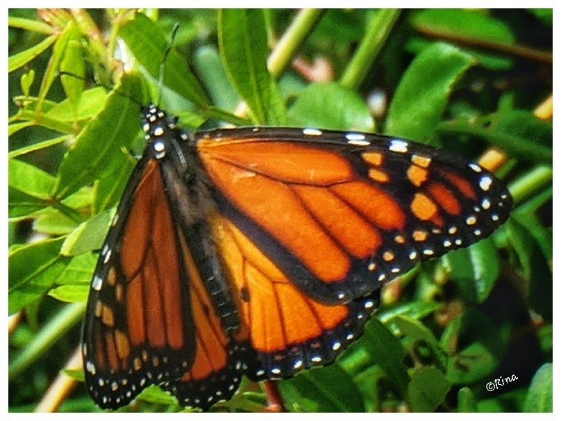 Close-up of an orange monarch butterfly on a green plant