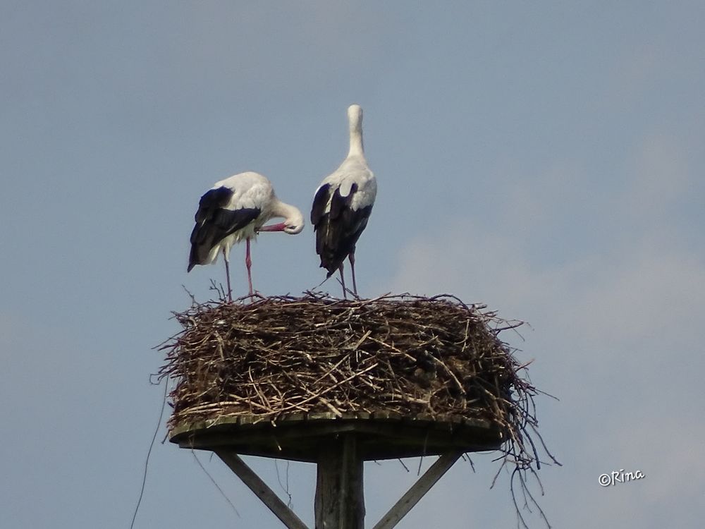 two white storks in their nest, the background is the blue sky