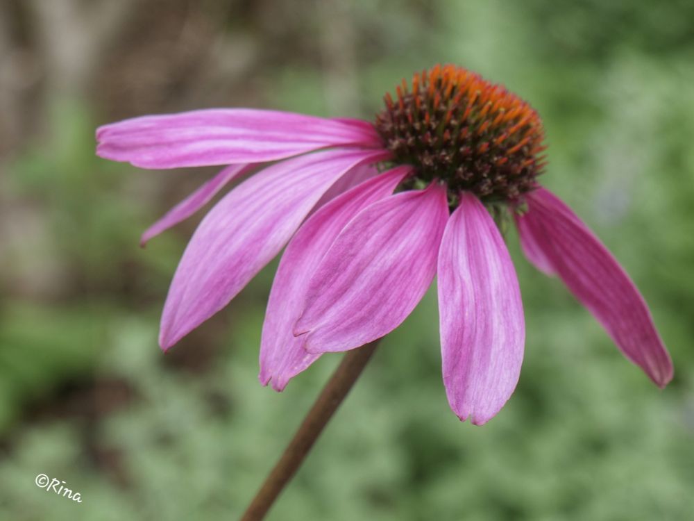 Close-up of a purple coneflower (Echinacea purpurea), the flower has pink purple petals and a spiky flower head. The background is green blurred