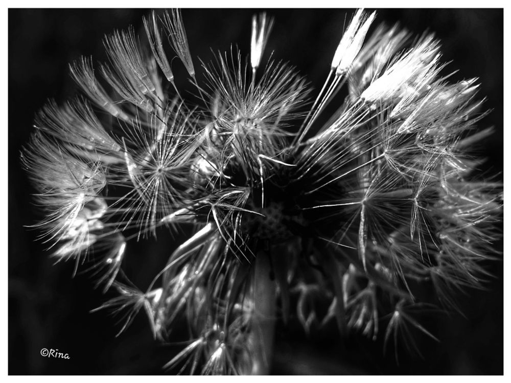 black and white photo of a dandelion, some seeds have already flown away