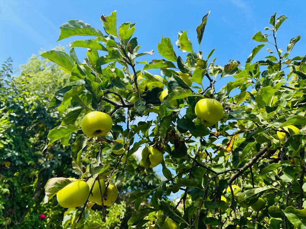 Green and yellow apples hanging from a tree with a deep blue sky background