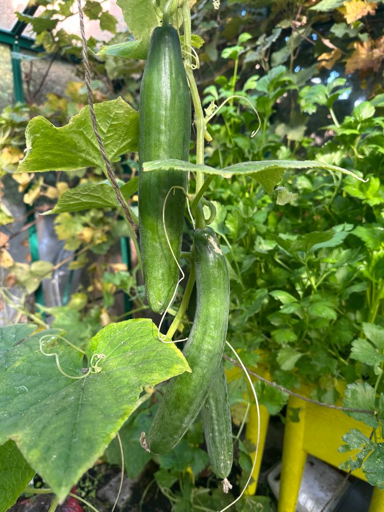 Three massive cucumbers hanging vertically from a vine, with bushy celery in the background - all green