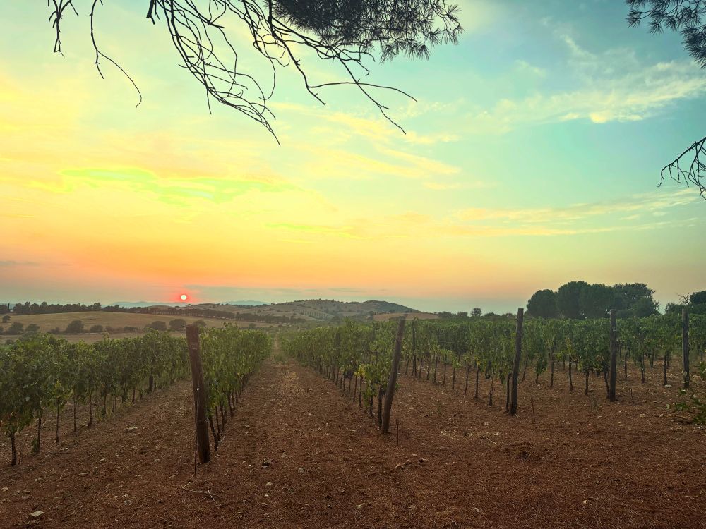 Sunset of yellows and oranges over a row of grapevines 