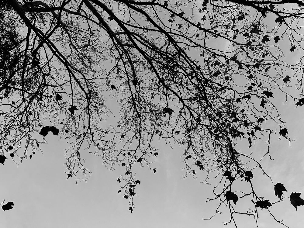 The silhouette of a nearly bare tree with a few leaves against a grey sky