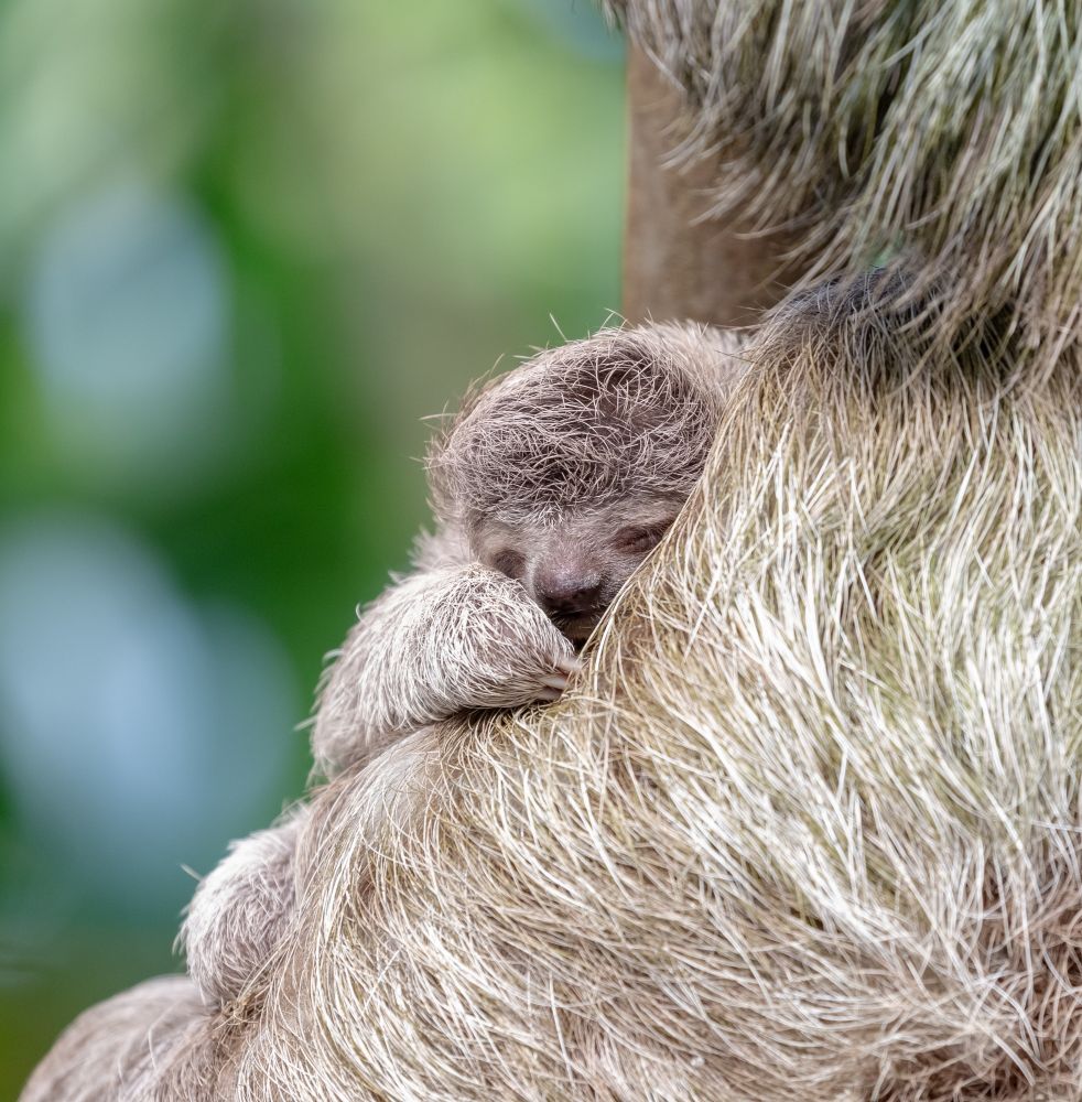 Hanging into its mother's stomach, a tiny baby Three-toed Sloth is seen with just its face and right hand showing above its mom's fur. 