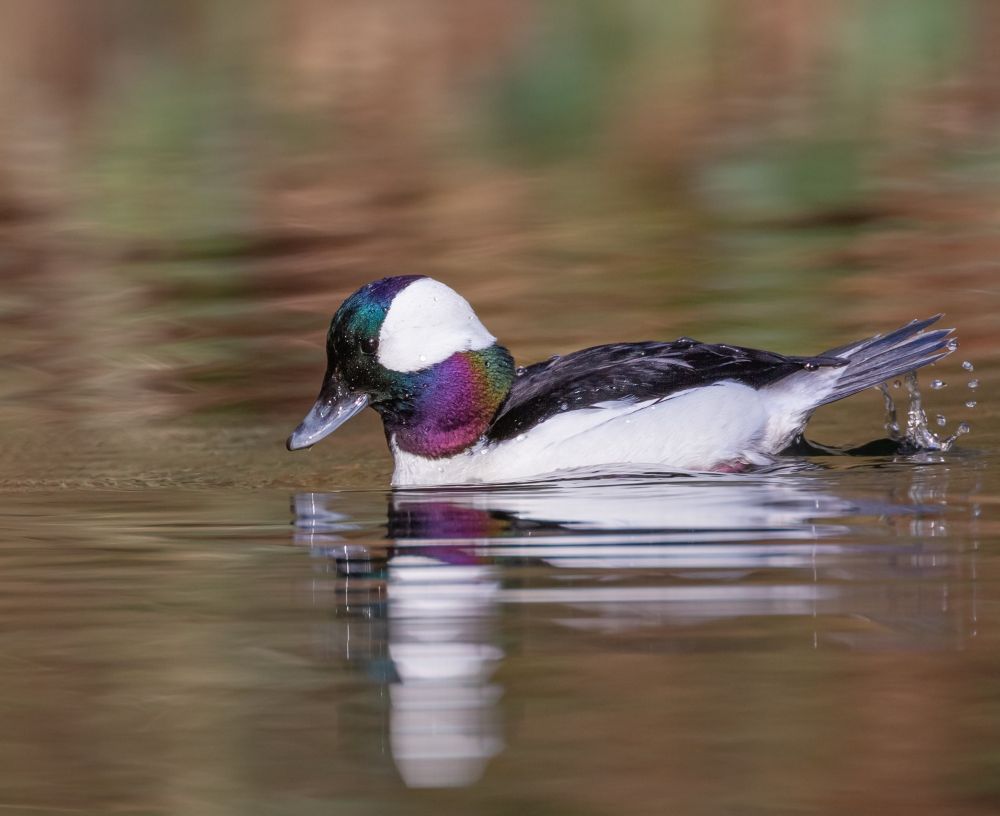 A Bufflehead, which is a black and white duck with a rainbowey blue, green, purple, and chartreuse head and neck, lifts its tail as it prepares to dive underwater. A trail of water droplets connect the surface of the water with the end of its tail. The bird is reflected in a distorted way from the rippling water around it. 