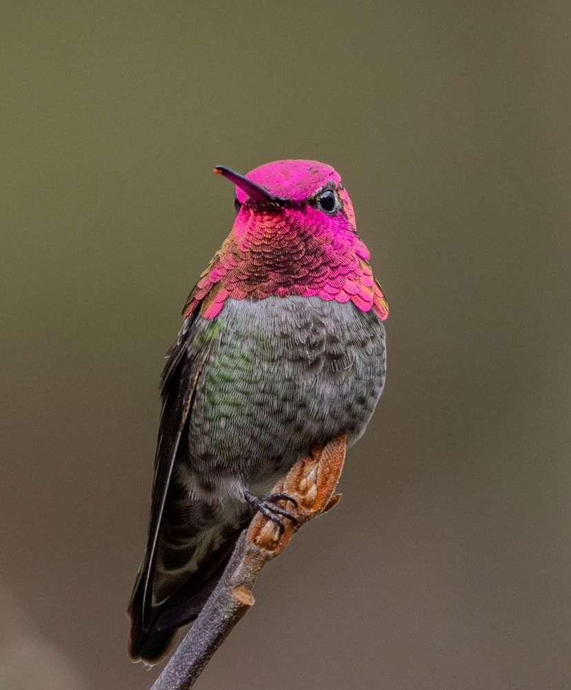 A tiny hummingbird bird with dark wings, grayish-green chest, and a neon pink and orange face / head sits at the end of a branch with nothing surrounding it. The feathers on and around its head are reflective and change colors as it moves its head. Its beak is long and pointed and its eyes are black and relatively large for its size.