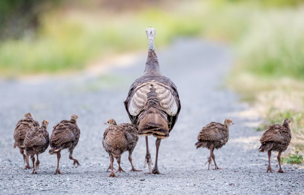 Seven small baby Turkeys and their mother, who is five times as large as they are, walk away from the camera and down a gravel, grass-surrounded path. Two baby turkeys are on her right, and five are on her left. Given how the turkey babies are spread out, she appears in the center. 