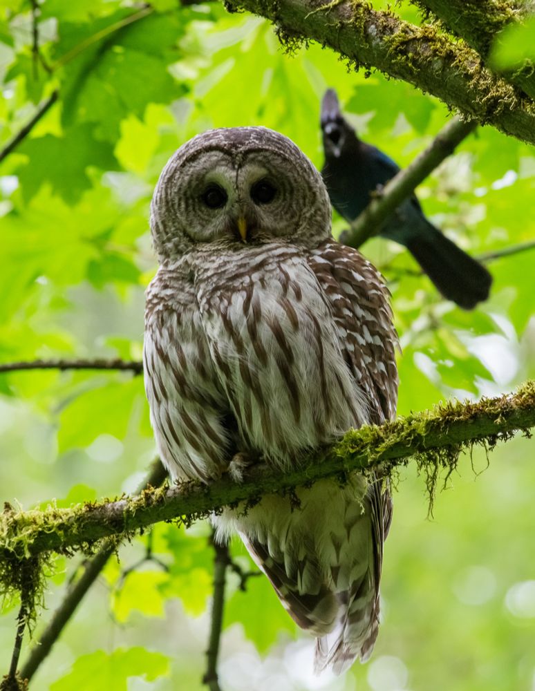 Surrounded by bright green foliage, and as it rests on a thin moss-covered branch, a large owl with brown and white mottled feathers stares directly into the camera with large black eyes. A smaller bird, slightly out of focus behind it, screams intensely at the owl in a display of aggressive behavior. 