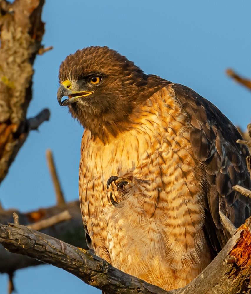 A large bird with a brown head, orange eyes, browj back, and a light orange breast sits at the top of a dead tree among scraggly branches. In the center of its chest, three sharp talons protrude from its feathers as it tucks its leg in. Its mouth is slightly open, showing the straight lower portion of its beak and sharp, curved upper portion.
