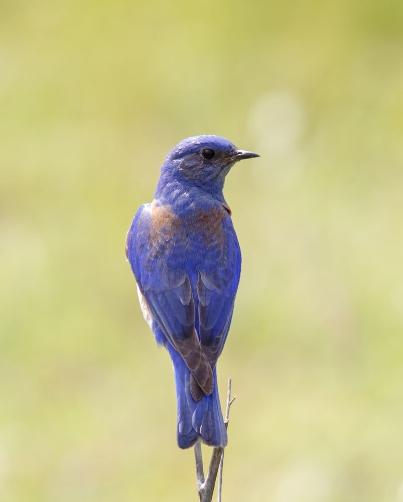 An average sized bird with a very gorgeous cobalt blue set of feathers on its back, slightly mixed with some dark gray at its wingtips and brownish-orange on its shoulders, turns its head 90° to look back at me 