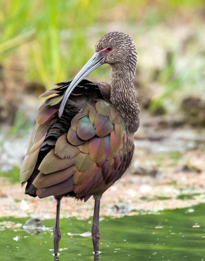 Standing in shallow water that appears green as it reflects the bright green marsh grasses surrounding it, a tall bird with dull rainbow-like colored feathers, a long brown and white neck, and a very long curved beak preens itself. 