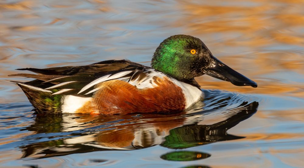 Swimming through blue and orange colored water, a bird with orange-brown wings and a reflective green and black head soaks up bright sunlight. Its beak is very broad, almost shovel-like, hence its name, the Northern Shoveler.