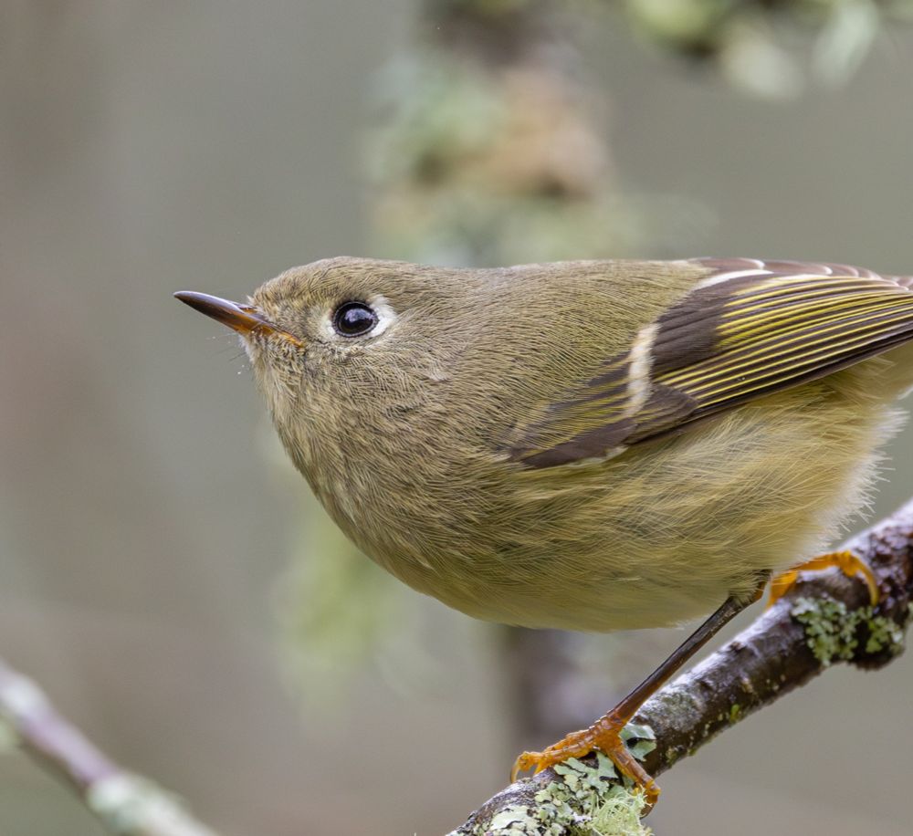 A small yellow bird with brown, white and yellow wings clings to a small lichen-covered branch. It looks upwards a bit with its tiny, almost needle-like beak and small black eyes, which have a white ring around them.