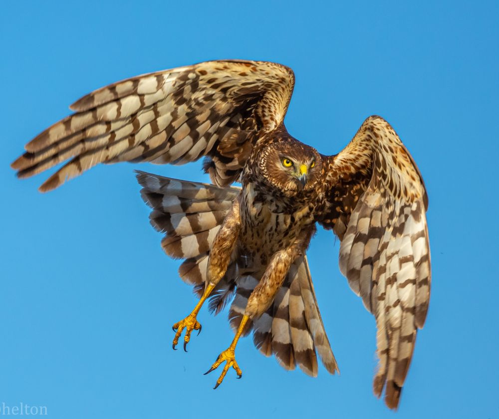 A bird with its wings half extended, its tail feathers spread, legs hanging down low, and its head staring forward and to the right takes flight in midair against a solid blue sky. The underside of the bird, which is all we see in the photo, is covered in stripes of brown against an off-white color. Its head is all brown with small spots of white. Its eyes are bright yellow, as well as the flesh above its short, sharp, and curved beak. 