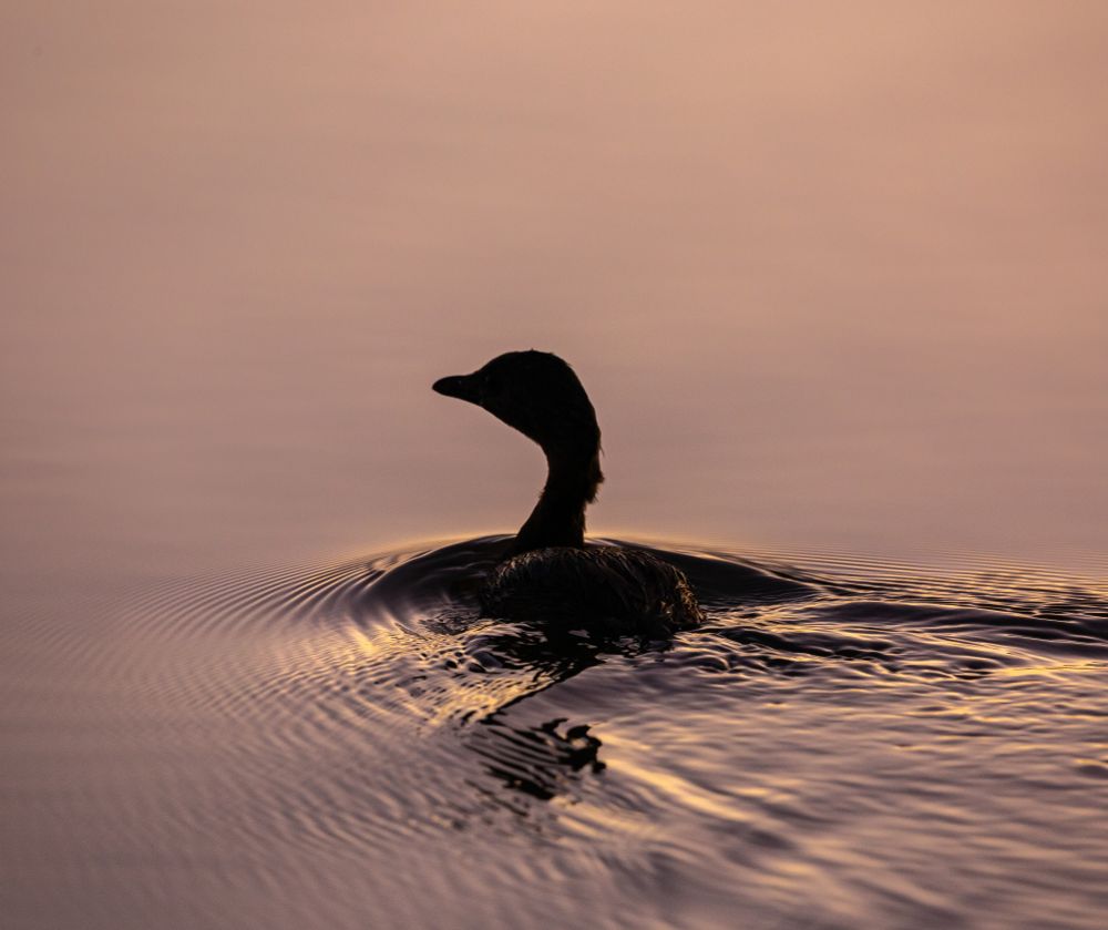 The black shape of a silhouetted bird is centered as it floats through calm water that takes on a pastel purple and orange color from the early morning sunrise 