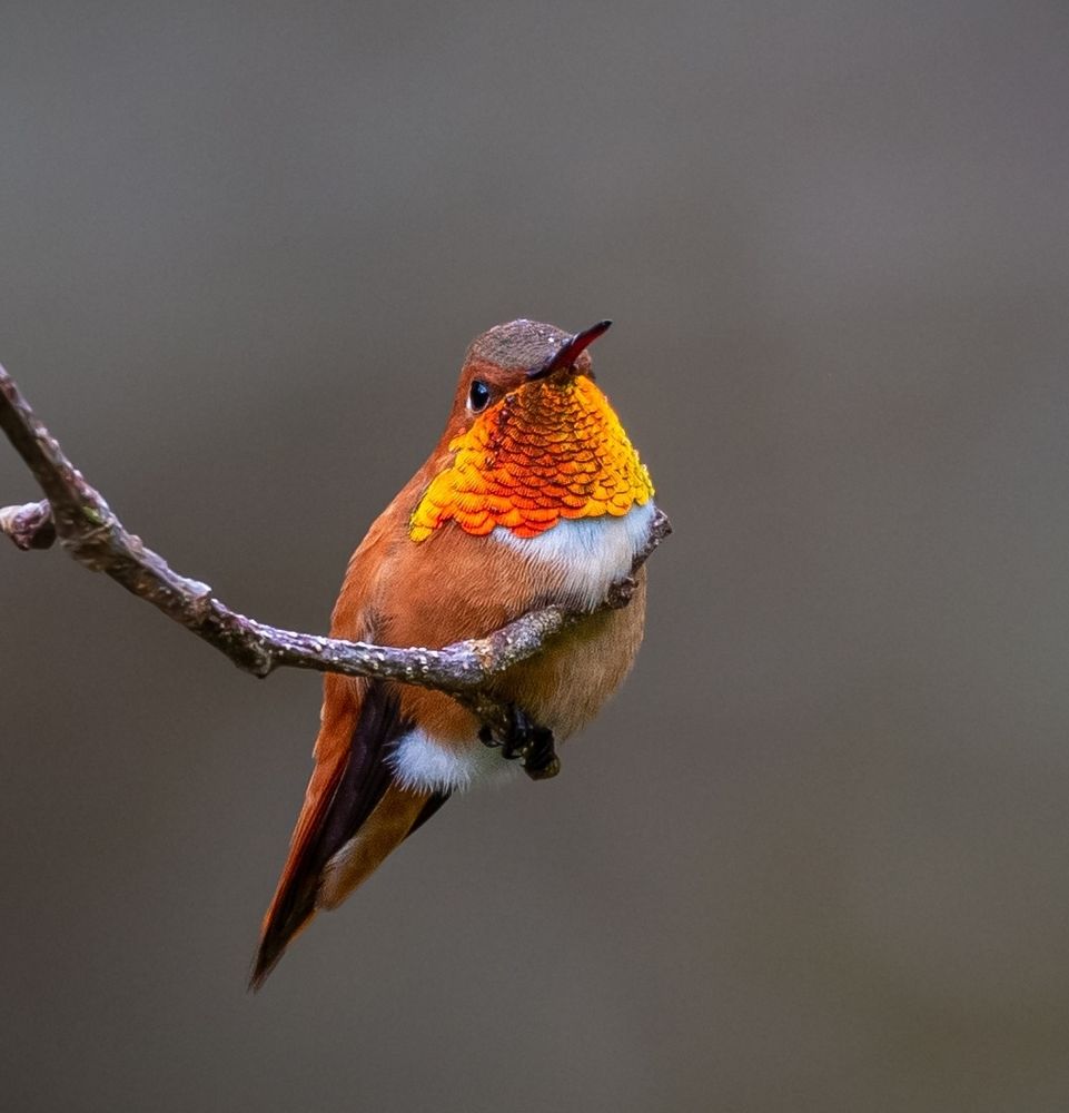 A tiny orange bird with shiny orange and red reflective feathers on its throat perches at the end of a stick with nothing surrounding it. Patches of white feathers rest beneath its shiny throat feathers and below its belly. 