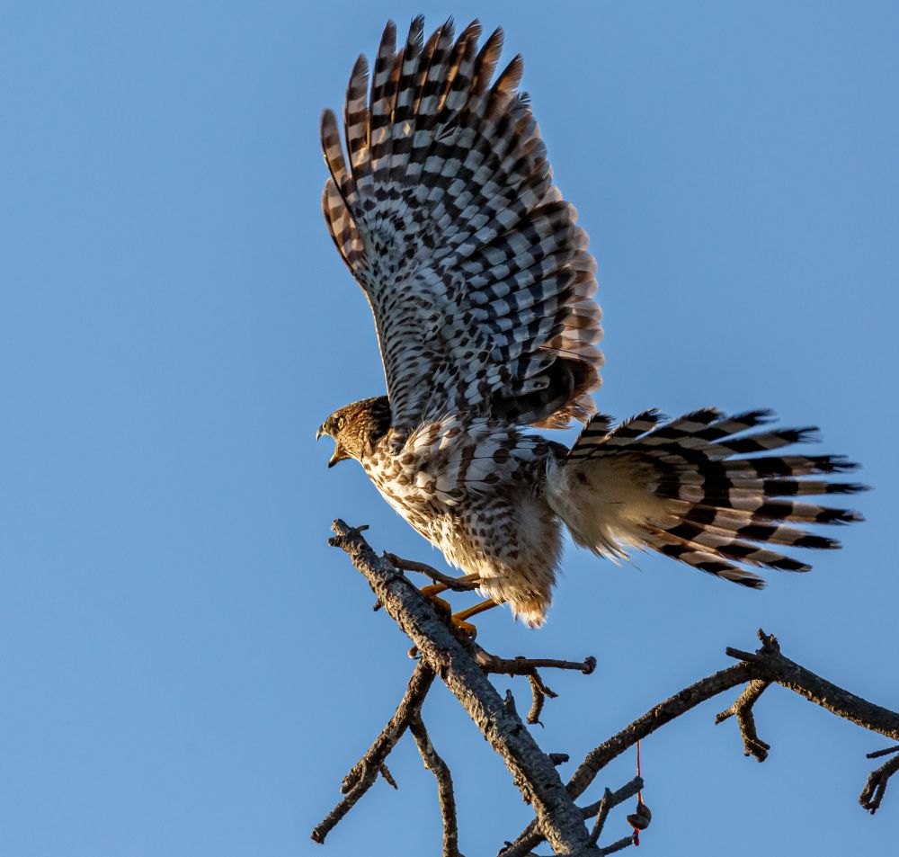 A large hawk spreads out all of its feathers, raising its tail and wings while opening its mouth to let out a scream at the top of a dead tree against a solid blue sky. Underneath, all of its feathers are striped with black and white. 