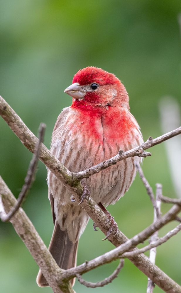 A bird sits among crosses thin branches in a tree. Its head is a vibrant cherry red that fades to pink on its breast. The rear of its body is white with faded brown stripes. Its tail feathers are a gray-brown. 
