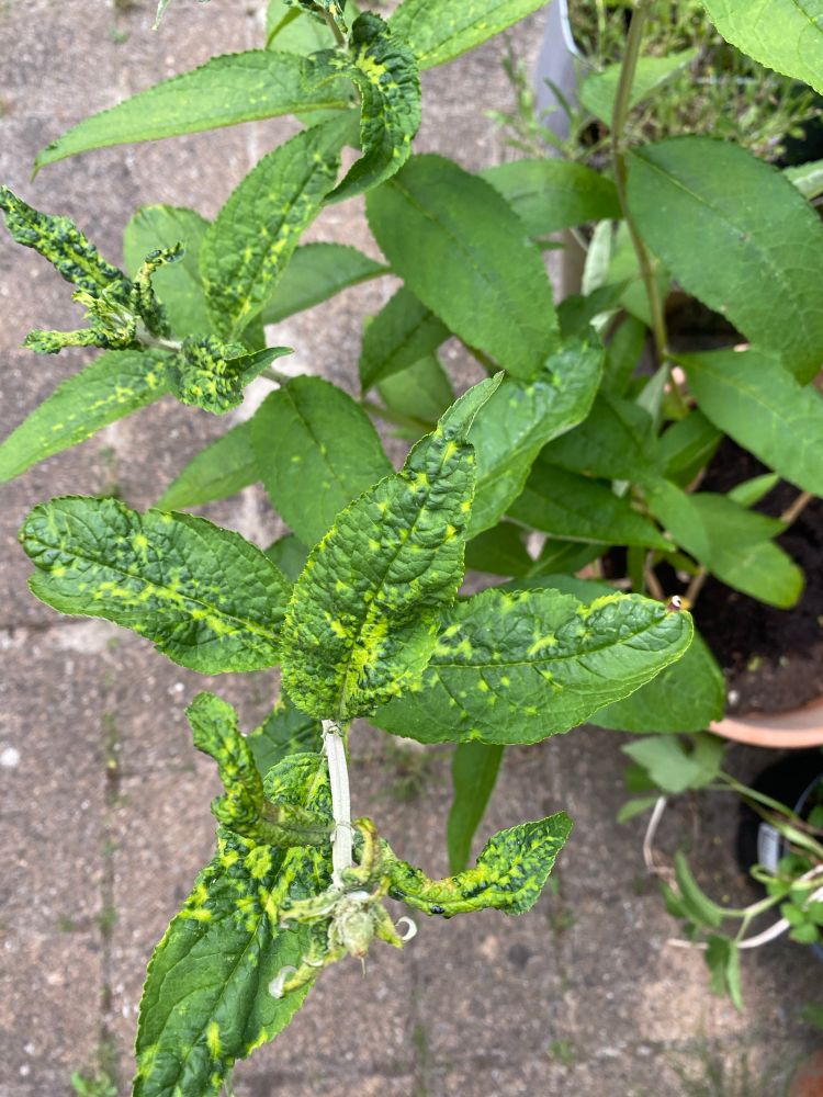 Bovenste blaadjes vlinderstruik zijn bobbelig met lichte vlekken. 