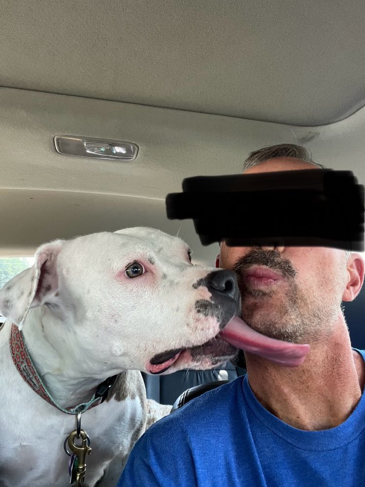 White pitbull mix licking my face with her enormous tongue.