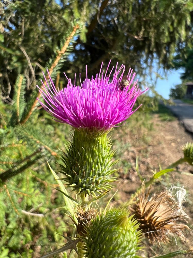 Closeup of a purple thistle flower weed beside the road