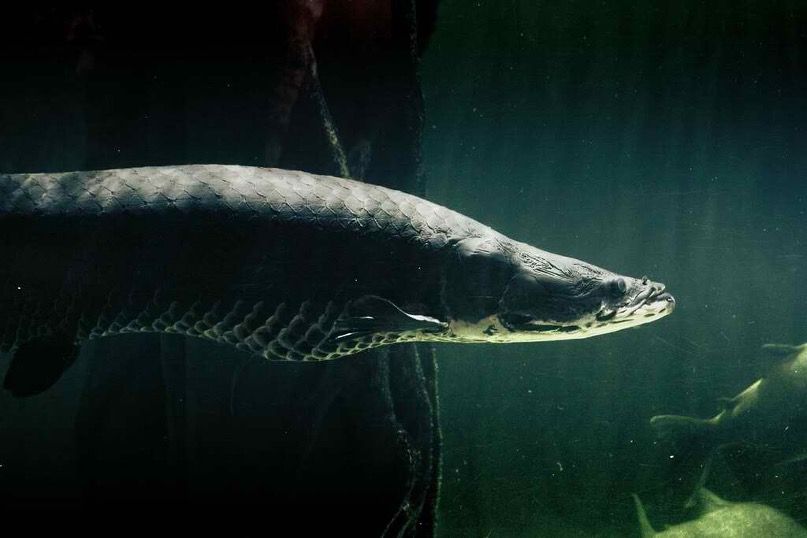 Pirarucu, Arapaima gigas