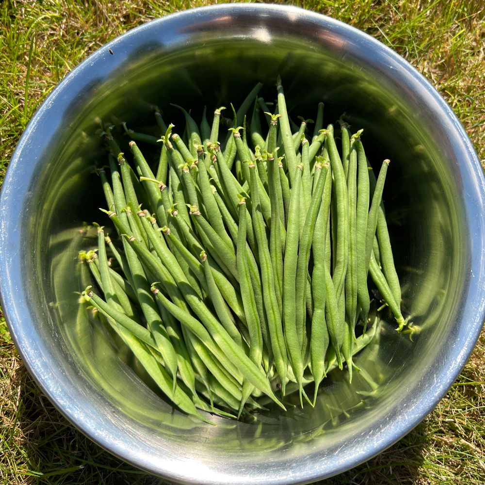 A stainless steel bowl full of long and thin (fine) green breans that are very straight for home-grown beans.