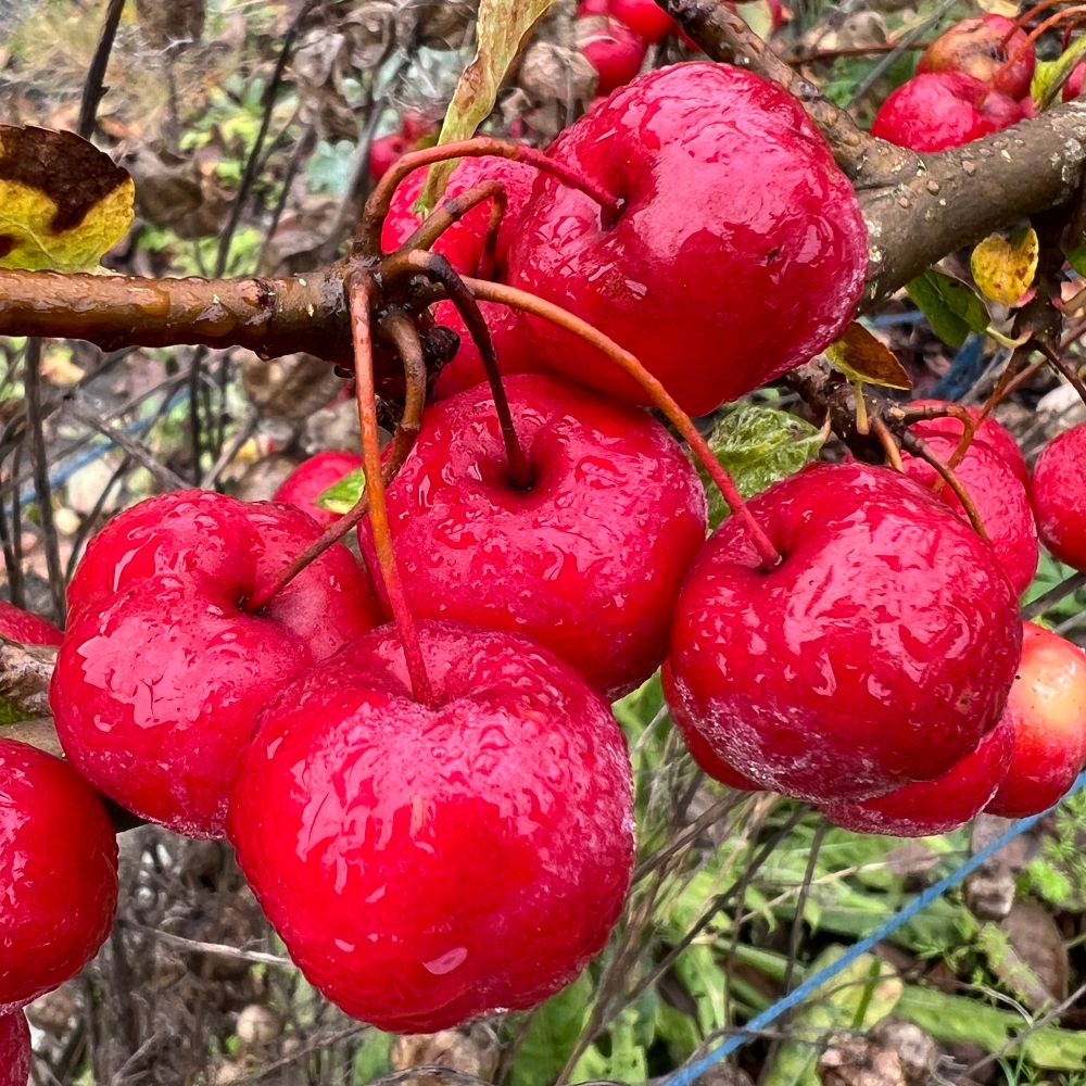 A cluster of medium-dark red crab apples that are very wet from the rain.