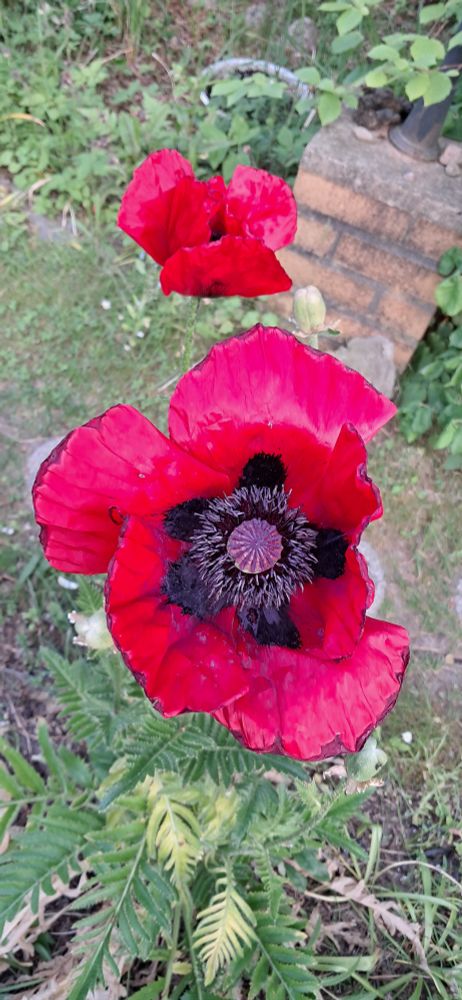 2 rote Mohnblüten