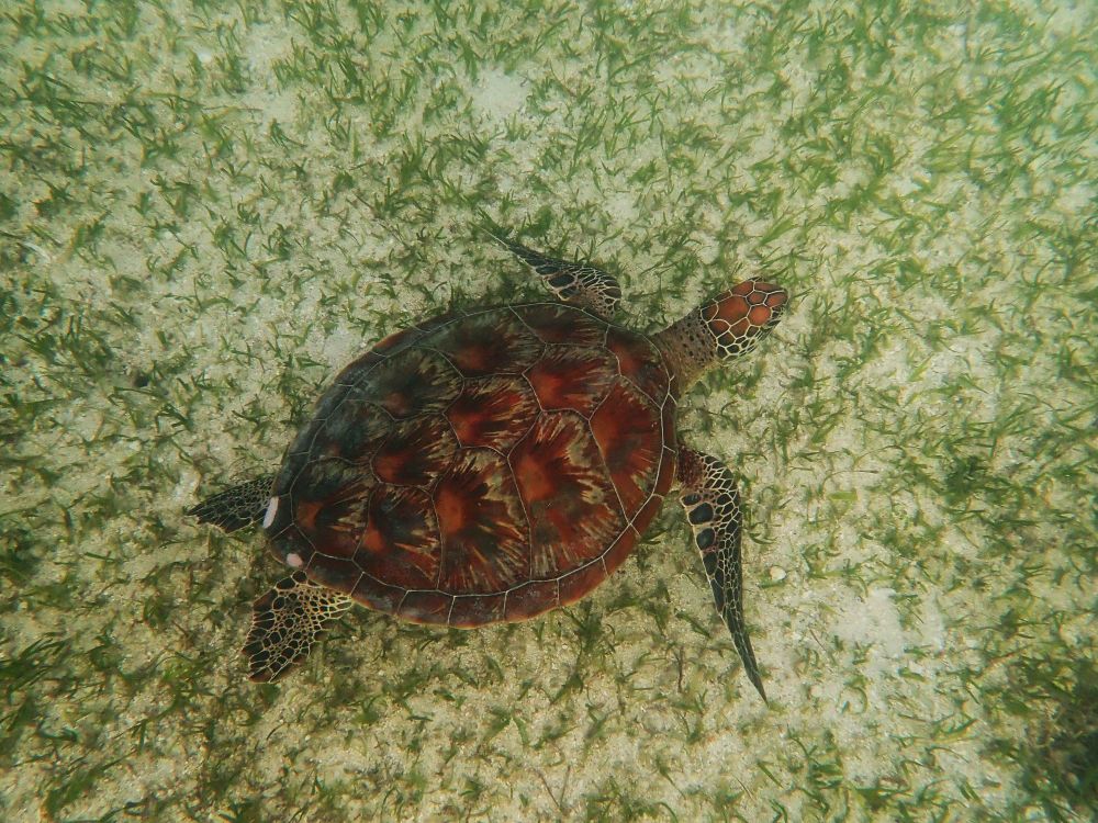 Great news: The total economic, social and cultural value of the Great Barrier Reef has grown to $95 billion — up from $56 billion in 2017 — spanning tourism, fisheries, aquaculture, research and conservation. Not so great news: The scientific consensus is that climate warming is destroying the Great Barrier Reef. Pictured is a green turtle pondering the good and bad news as it grazes the seagrass beds off Green Island, a popular tourist coral kay off Cairns. (Image by David Salt) [See item 2]
Dbytes is a weekly eNewsletter presenting news and views on biodiversity conservation and environmental decision science. ‘D’ stands for ‘Decision’ and refers to all the ingredients that go into good, fair and just decision-making in relation to the environment.
Sign up at https://sustainabilitybites.com/dbytes/ (IT’S FREE!)