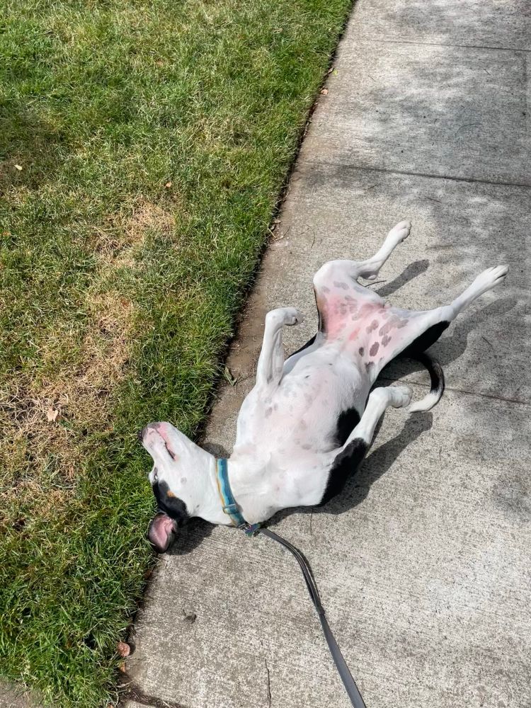 Dog on walk looking for belly rub and trying to roll in smells