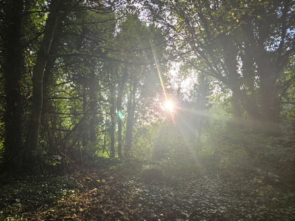 A woodland with a low sun shining brightly through the leaves and lighting up the slightly damp, hazy air
