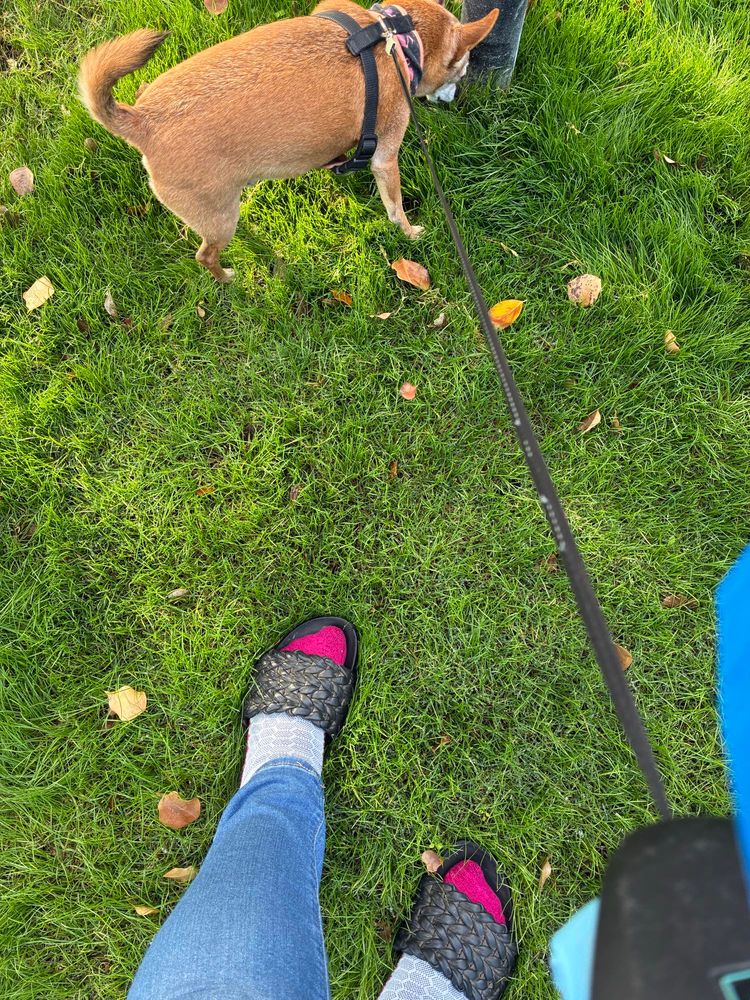 Out for a walk on slides with socks and a dog named tank 