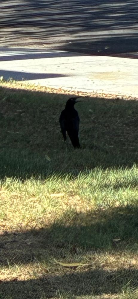 A bird on the grass 
