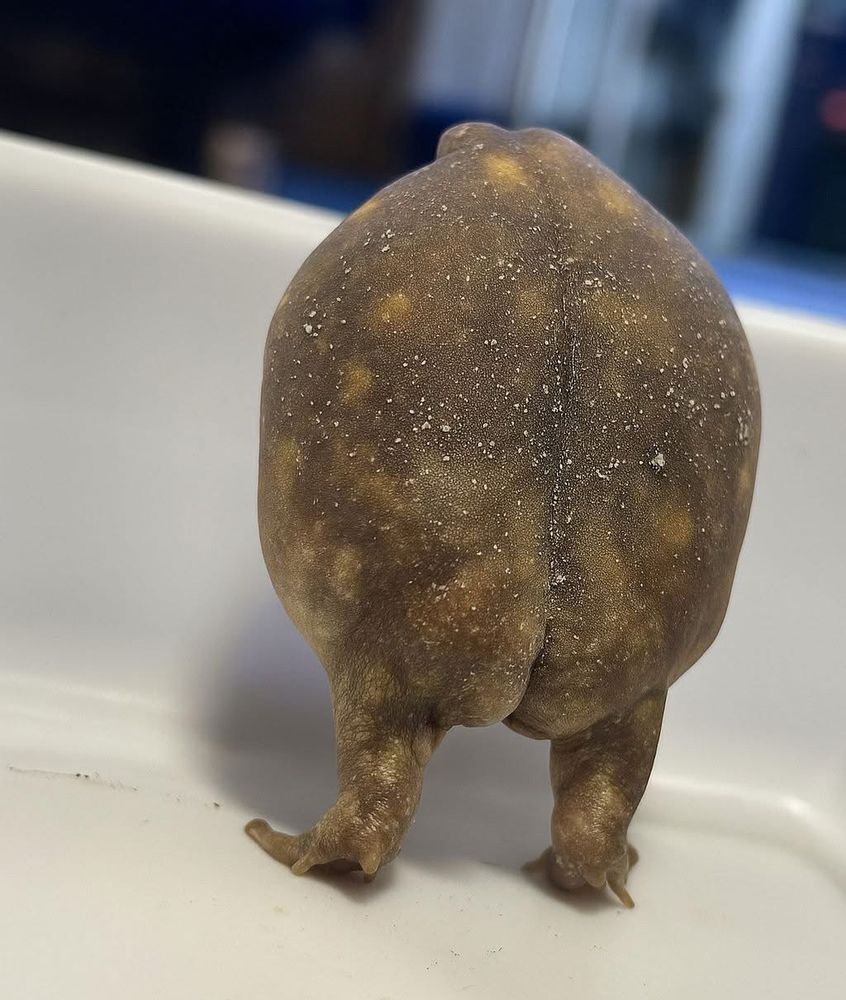 A frog standing up facing away. It looks like a circle with a great dumper.