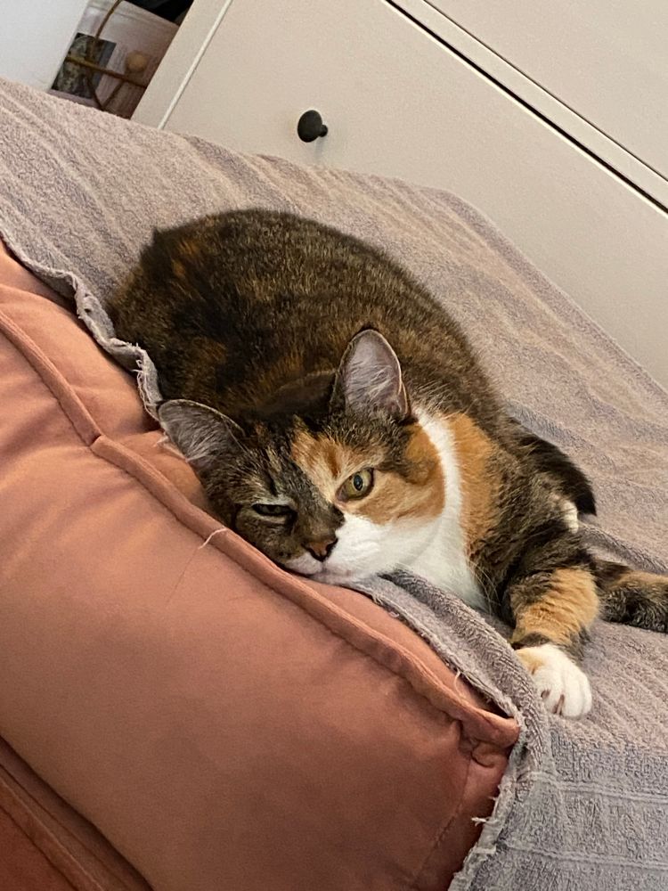 Pus ligger på en pute og snur seg så langt hun kan for å se hva jeg driver med