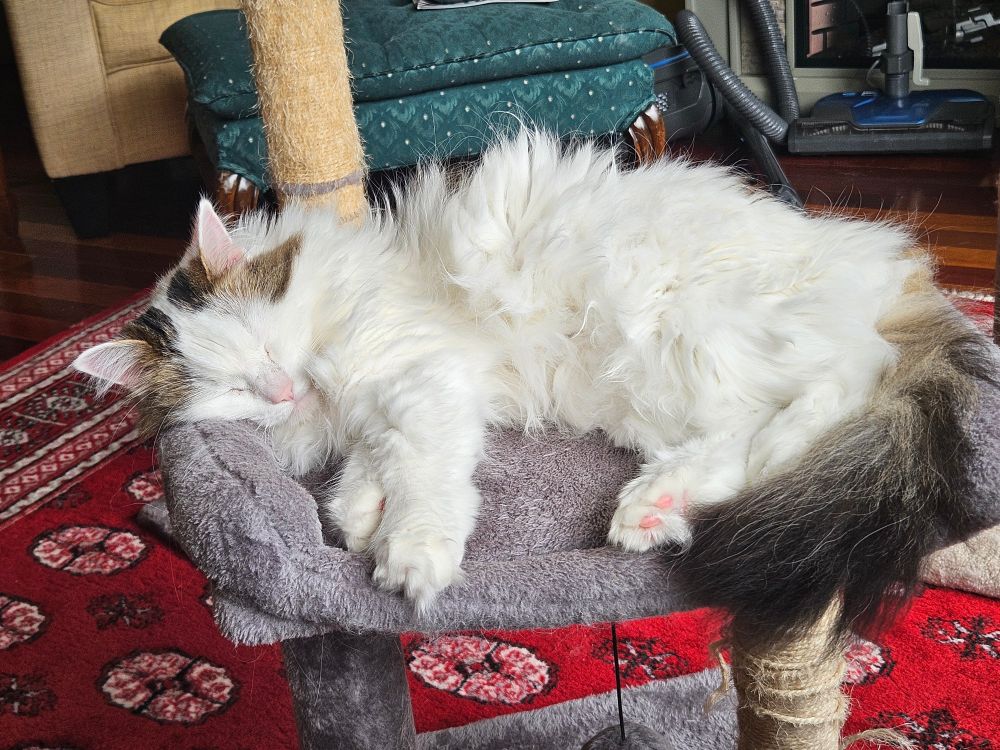 another mostly white cat with a black tail. she is lying in a low cat tower. she is also very fluffy, and her eyes are closed. 