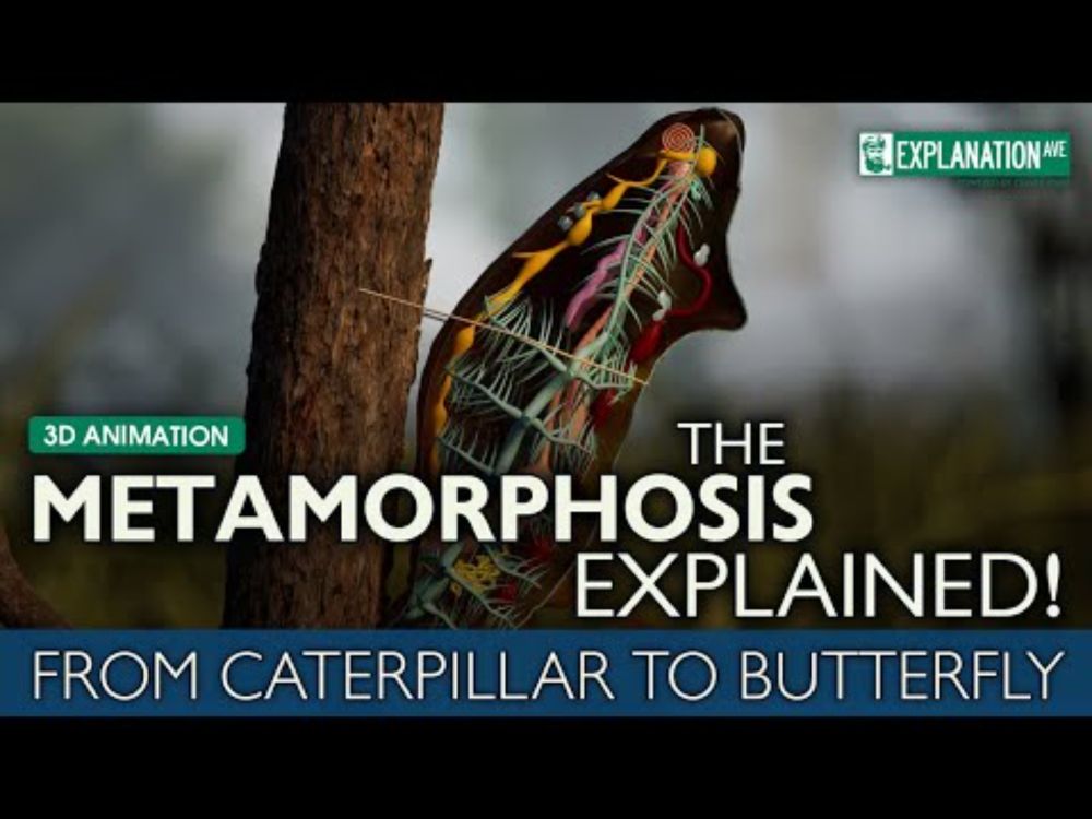 The Metamorphosis Explained - From Caterpillar to Butterfly 🦋