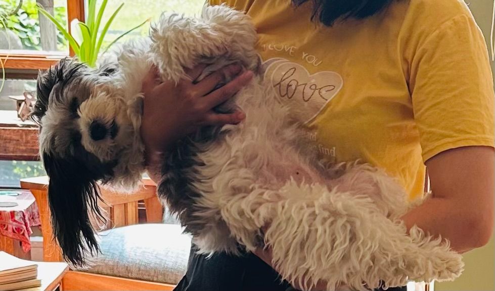 Brio, relaxed as stuffed animal, hanging out in a friend's arms, friend wearing a yellow tee-shirt with "love" written on it.