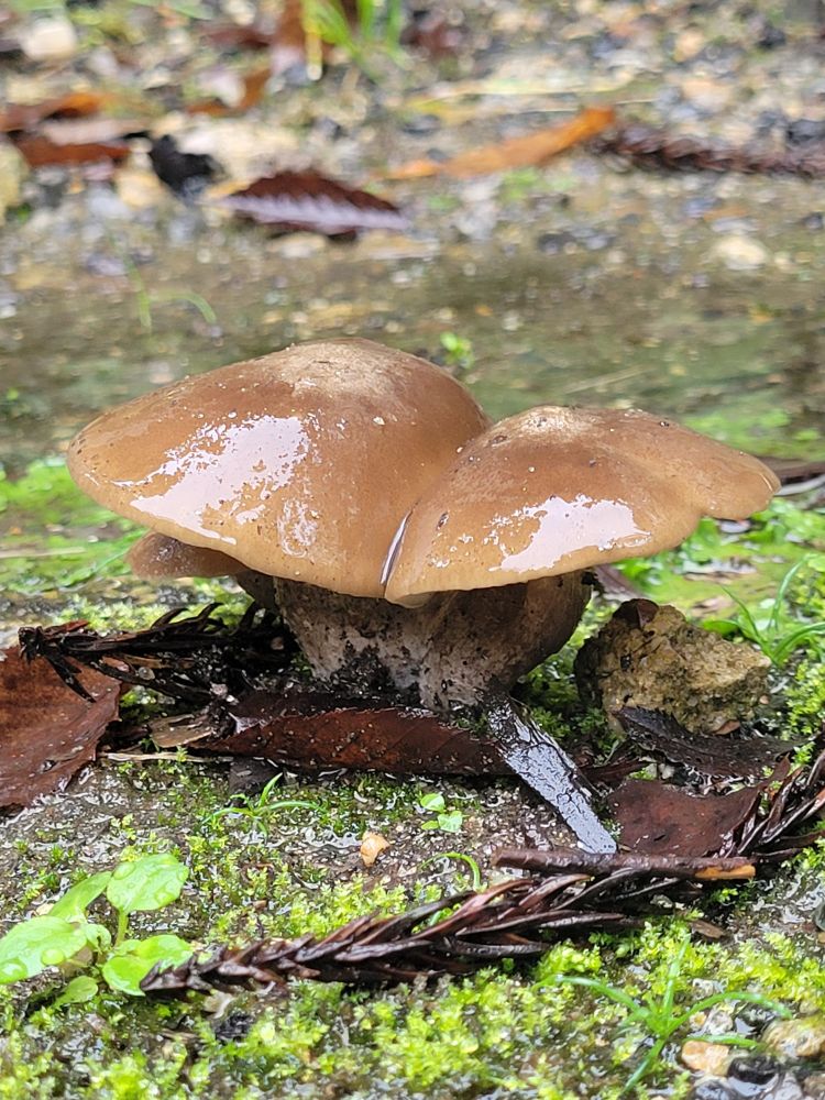 雨に濡れたきのこの写真