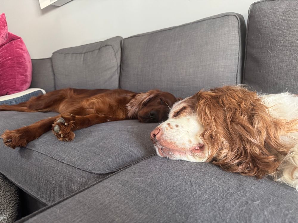 Photo of an Irish Setter and Clumber Spaniel/Springer Spaniel mix asleep laying together on a grey sofa. 