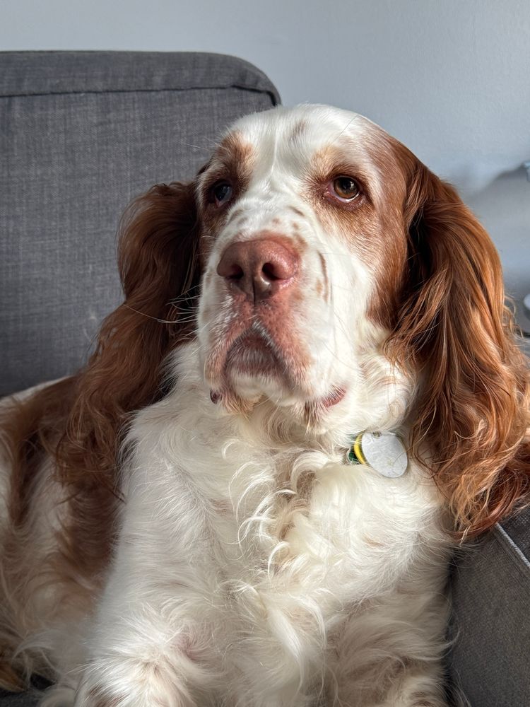 Photo of a Clumber Spaniel/English Springer Spaniel mix wearing a somewhat unamused old gentleman type of expression. His fur is Red and white, and he has hazel eyes. 